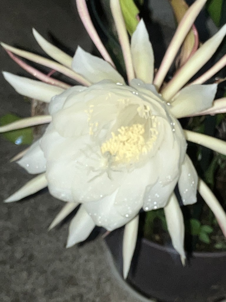 ニャンニャン