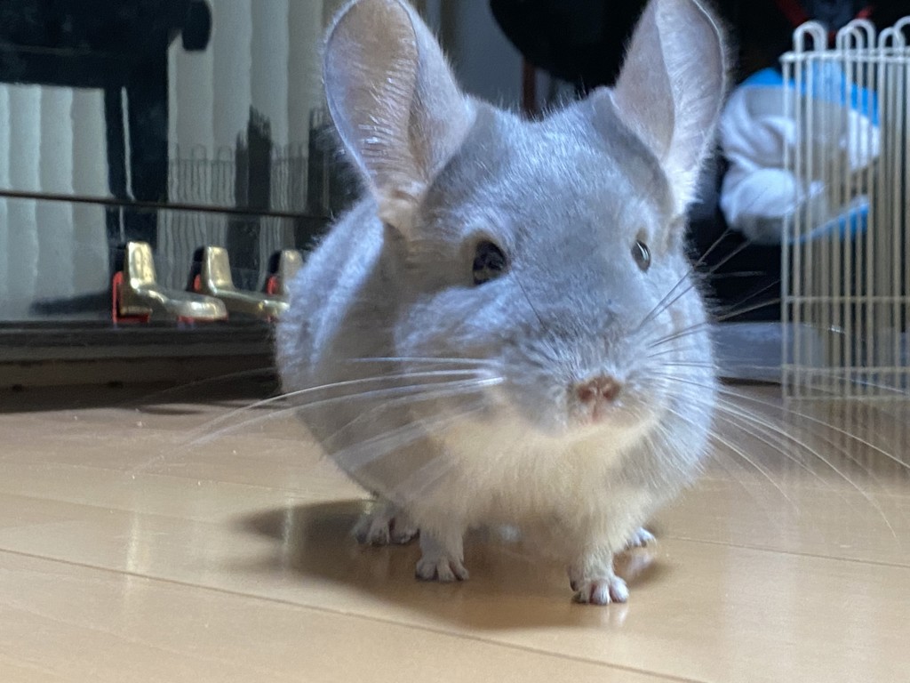 パパス