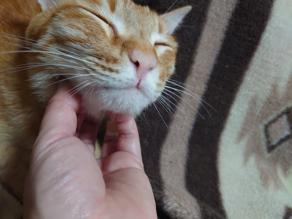 ツナ