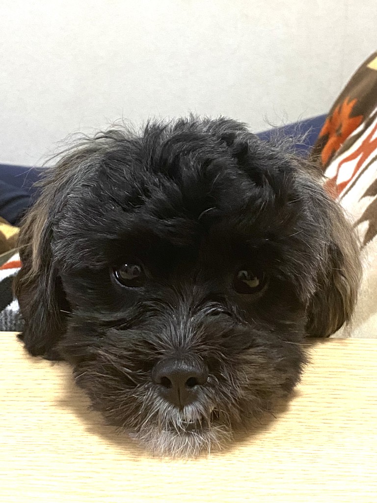 たま