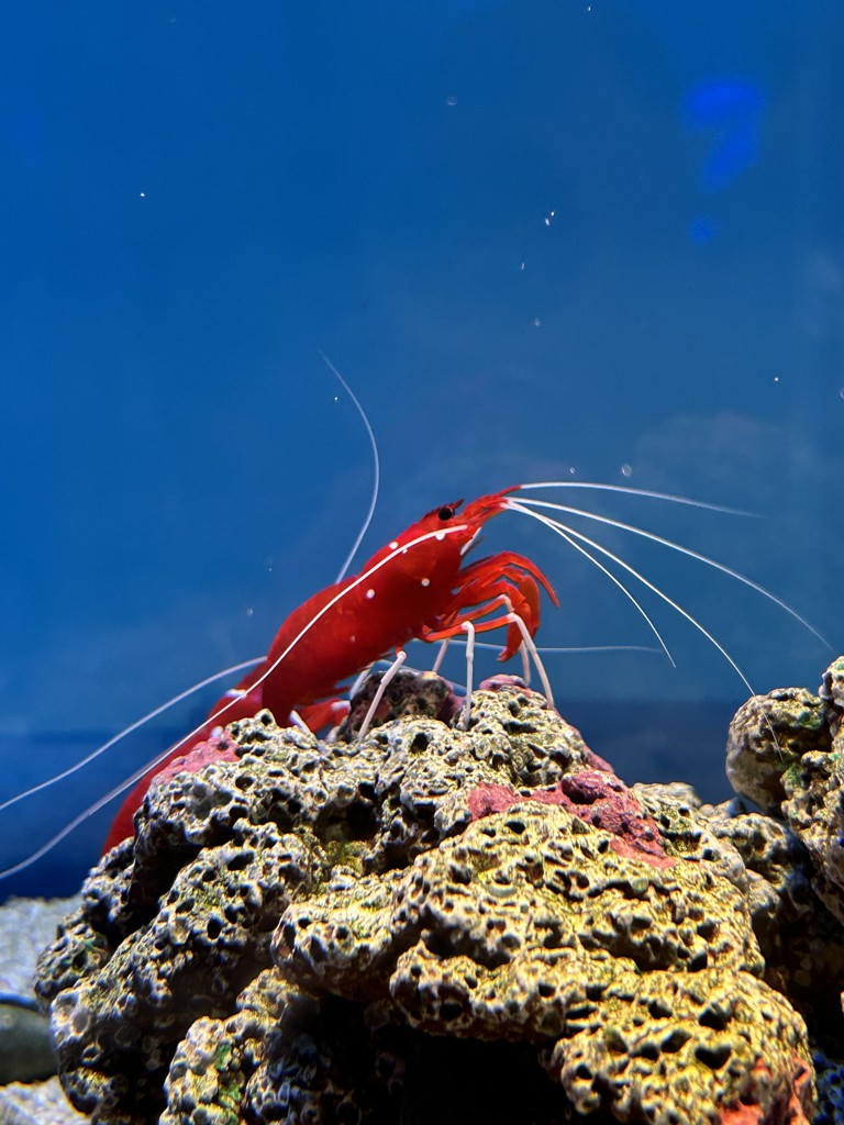 値下げしました！ フラワープリント ヨガウェア Mサイズ SUKALA】フラワープリントレギンス(XS・S・M・L・LLサイズ