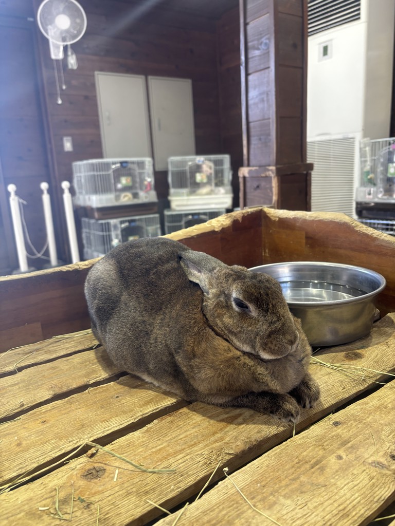 さう