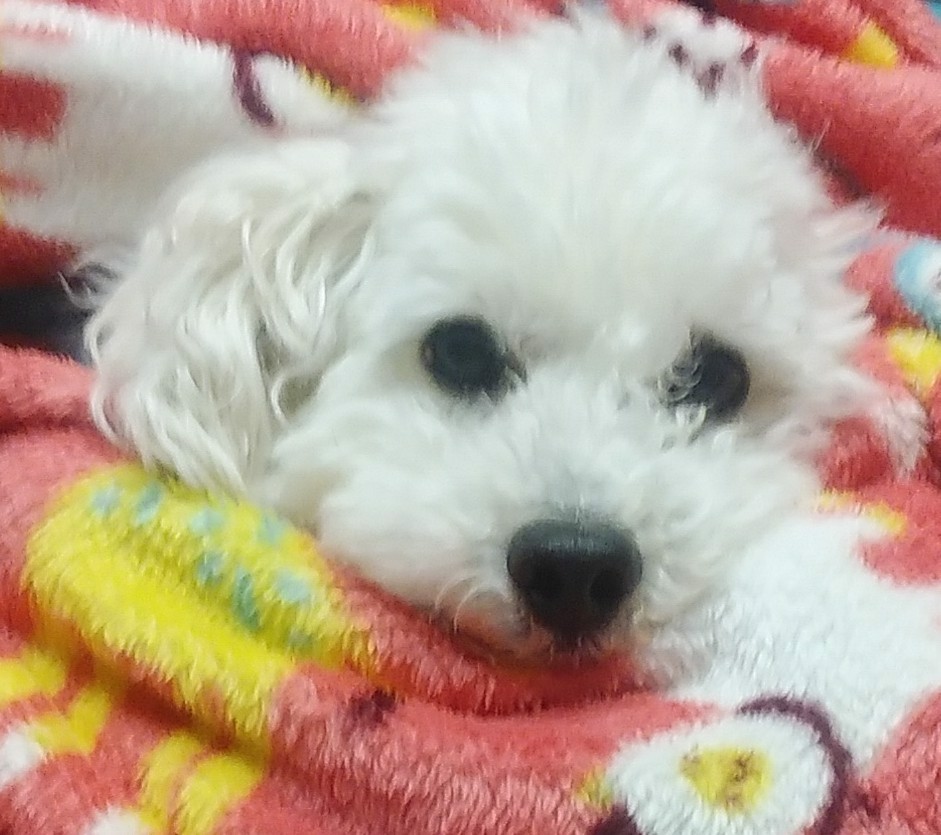 しょうちゃん