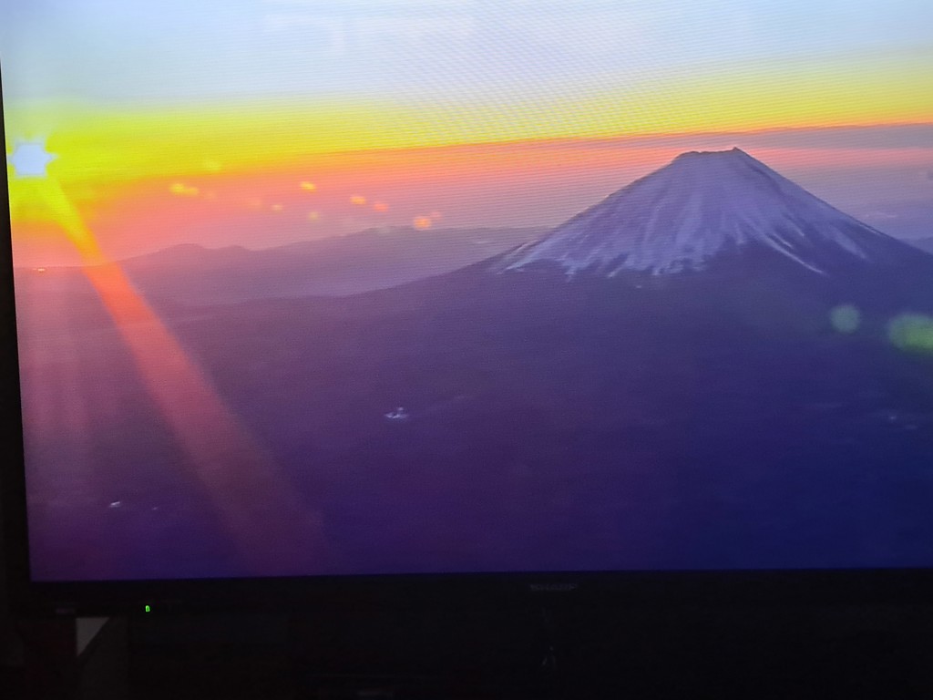 タヌキ