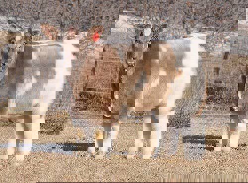 モフモフワンチャン バッグ L/MWC-257369（WEB限定）(ペールブルー