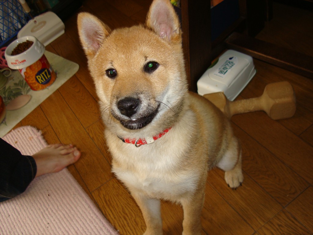 柴犬ママ
