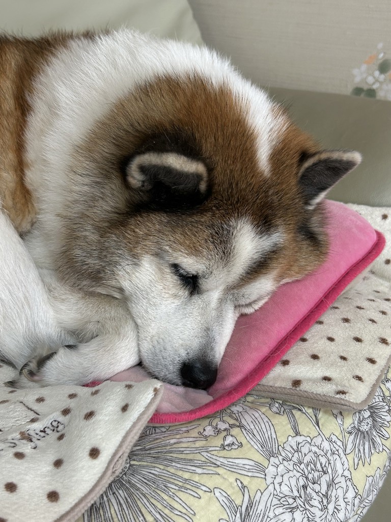 のんちゃん