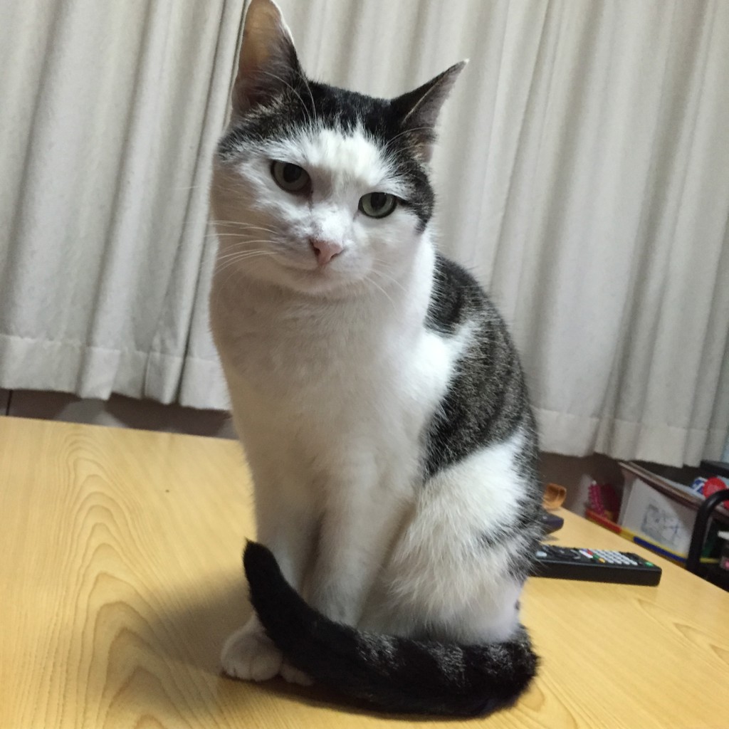 まいまい