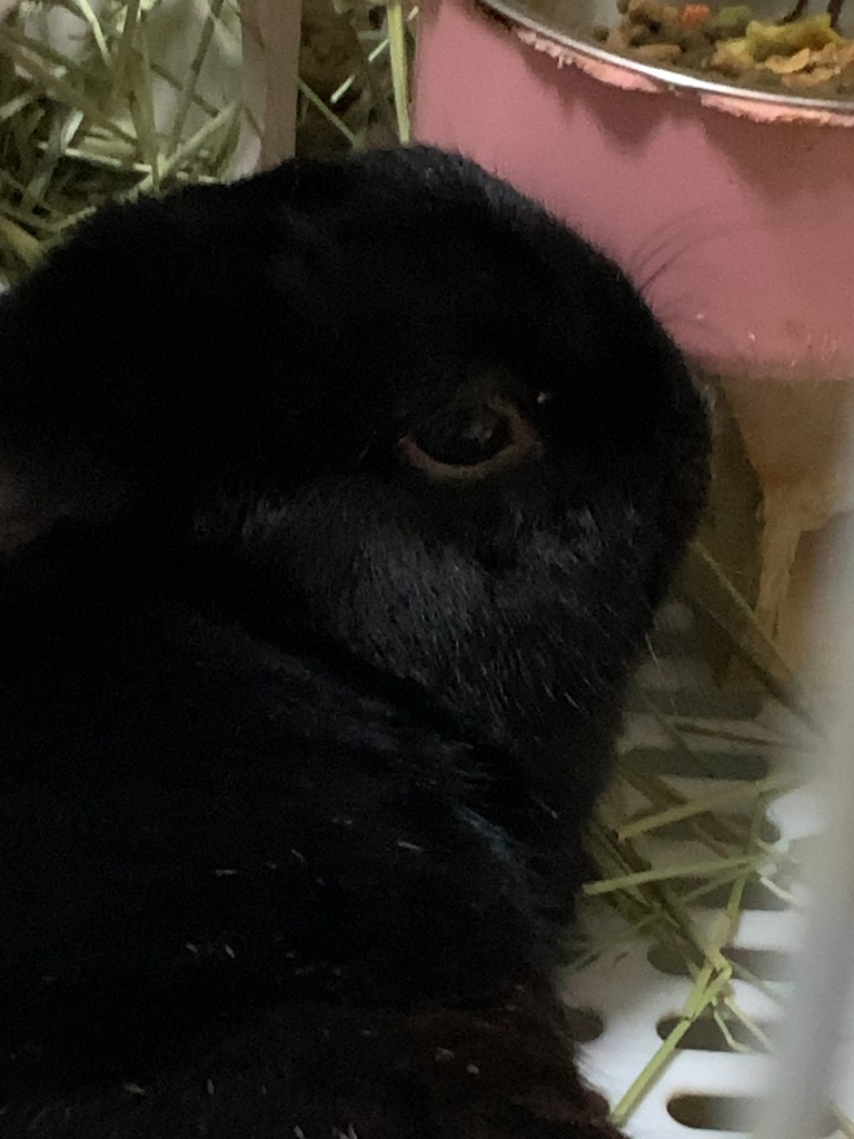 にんじんうさぎ