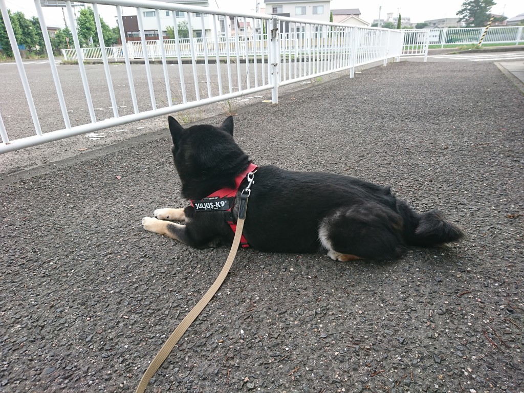 山田麦