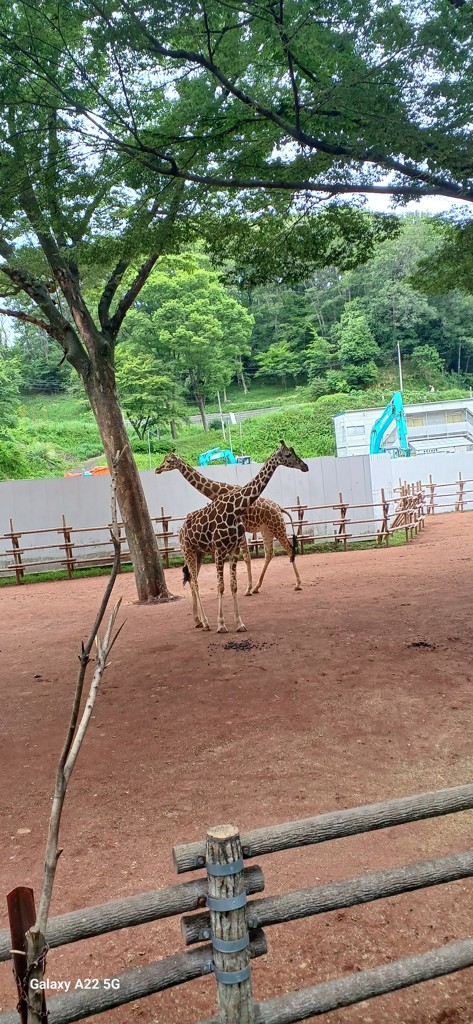 ダックス