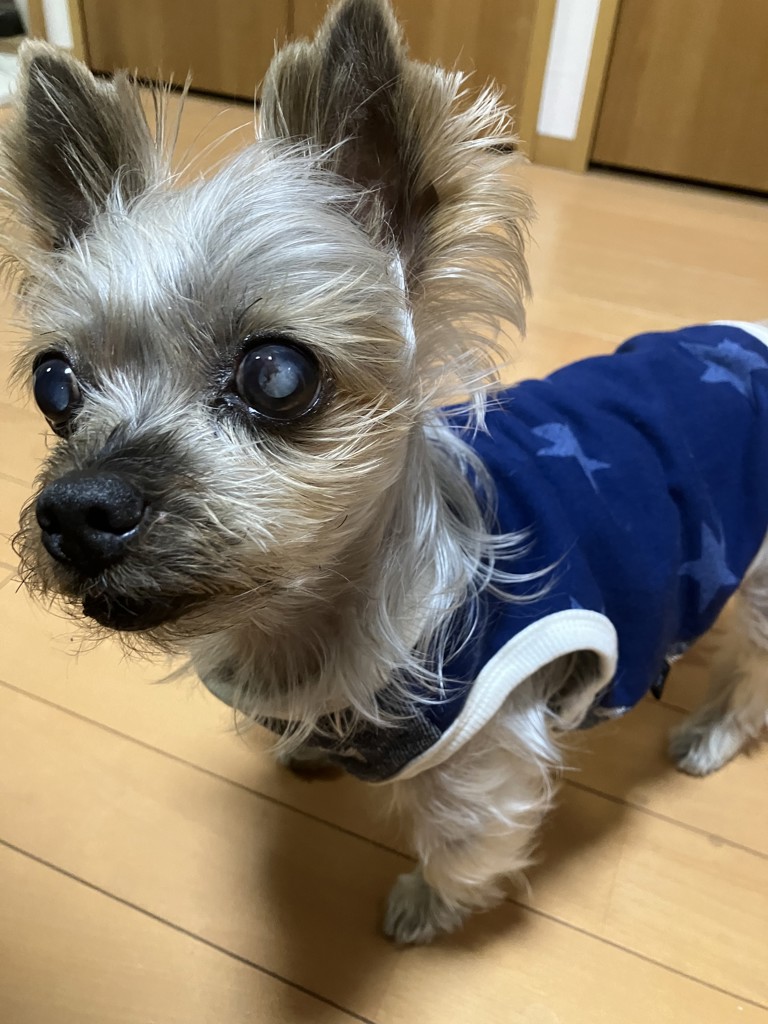 ハルメク 私の枕: ｜ カタログ通販のハルメク