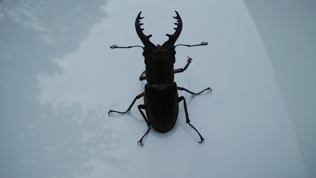 ユーザーアイコン