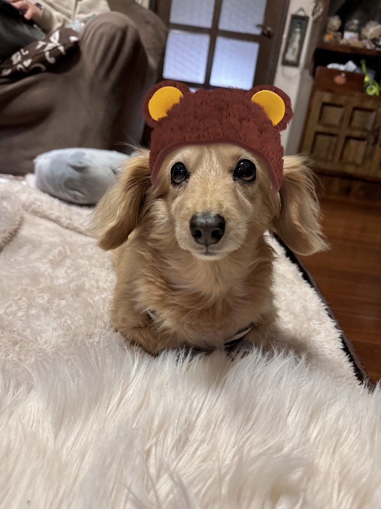 ヒラノトシユキ】DOGジャガードプルオーバー&ショートパンツセットの