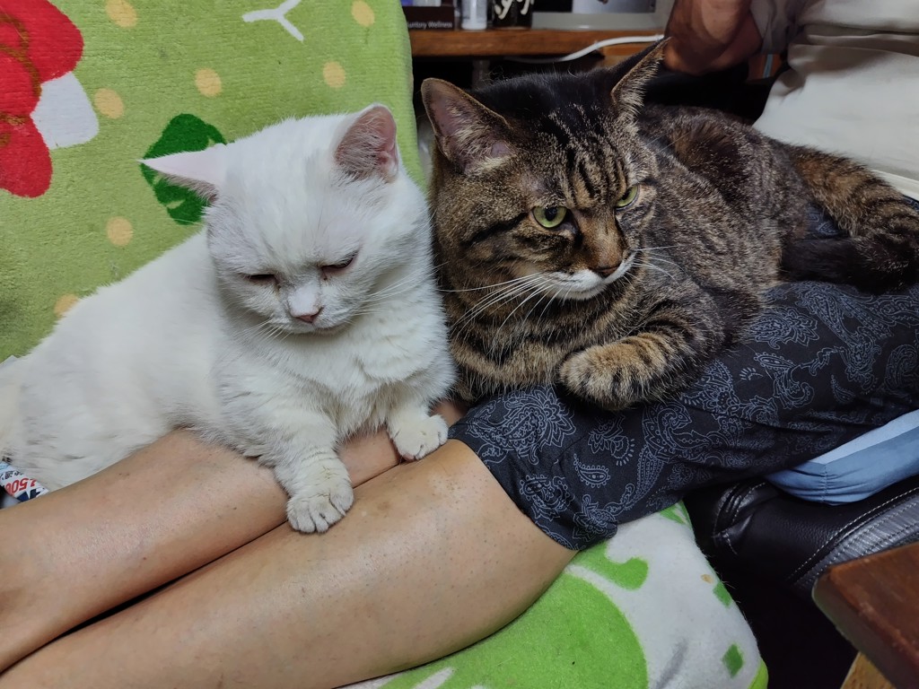 ひらめ