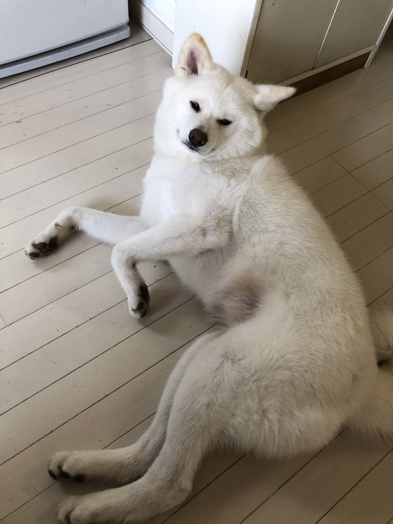 値下げしました❗️バカラ スコティッシュテリア 甘え立ち 美品