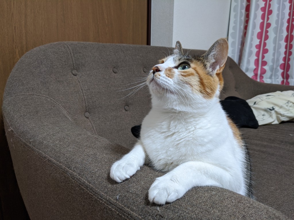 ぴゃ