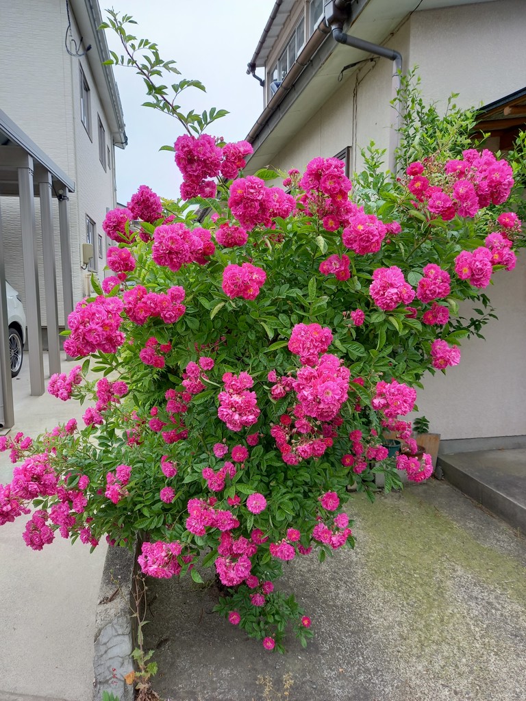 なまはげばあたん