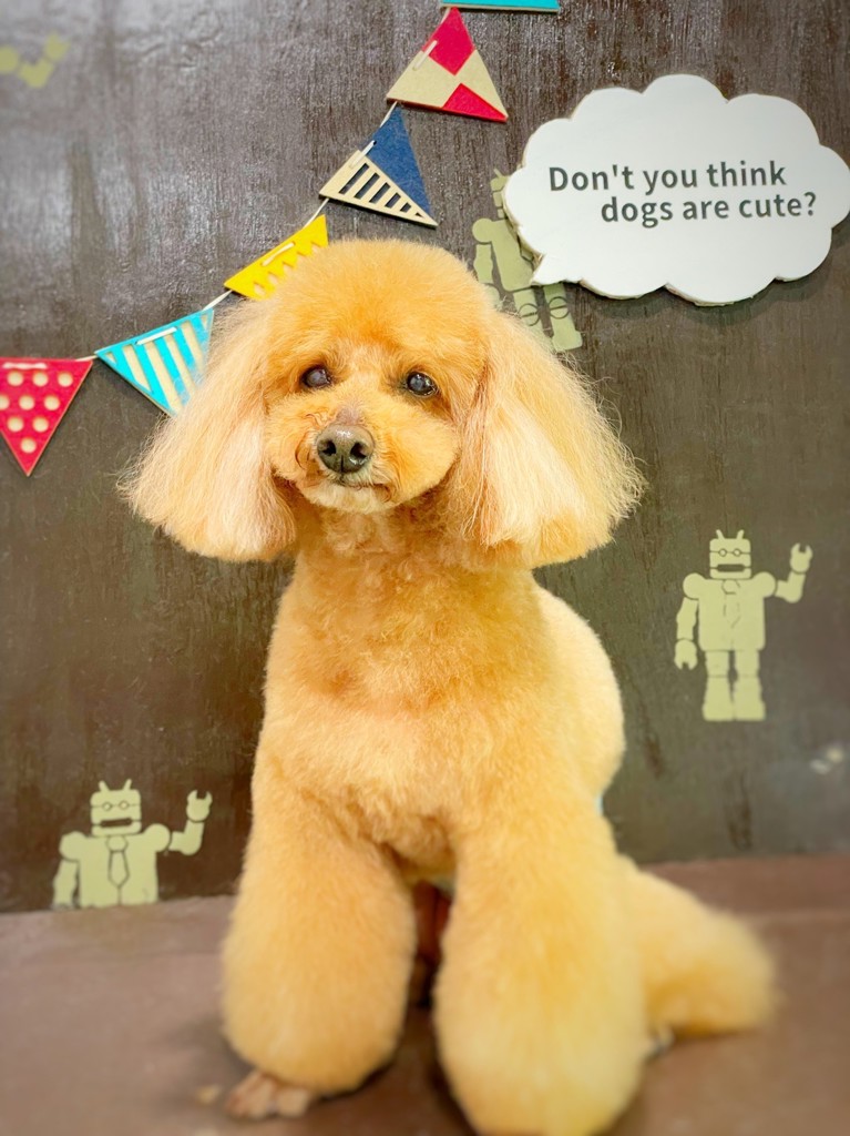 BWild ビーワイルド パピー（ダックwithポテト）800g