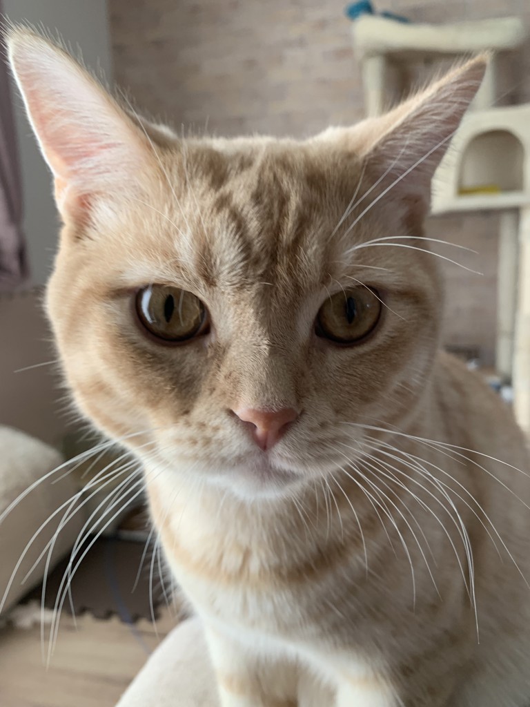 Ren