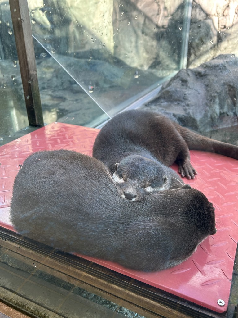 チカ