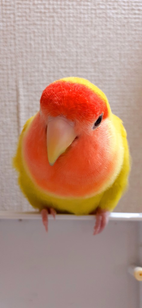 yuko