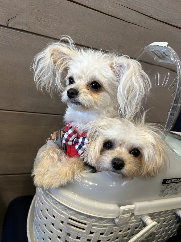 専門店用】APDC ティーツリー シャンプー 5L: 200｜業務用トリミング