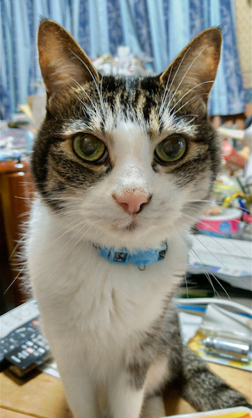 もこねん