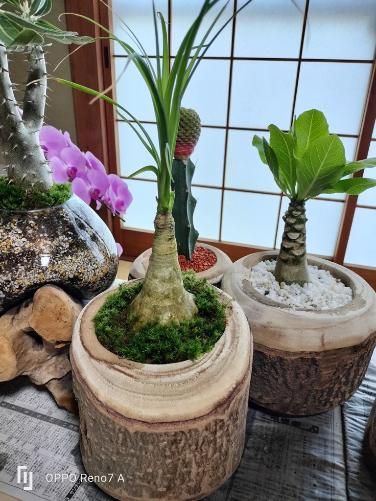 ウエキヤ