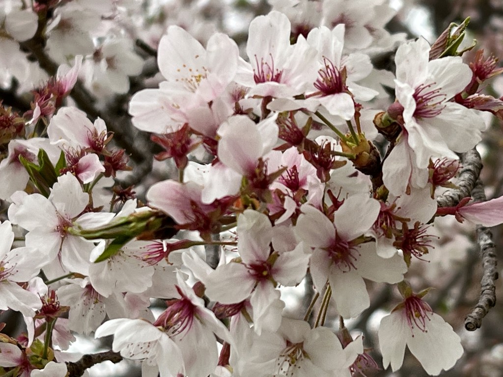 2026福袋】エッセンシャルバーム6個セット: 美容・健康LAVA公式