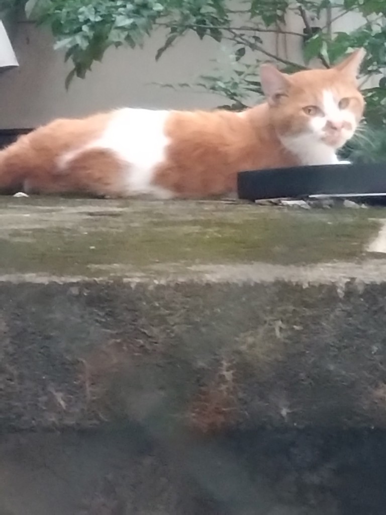 カツラ