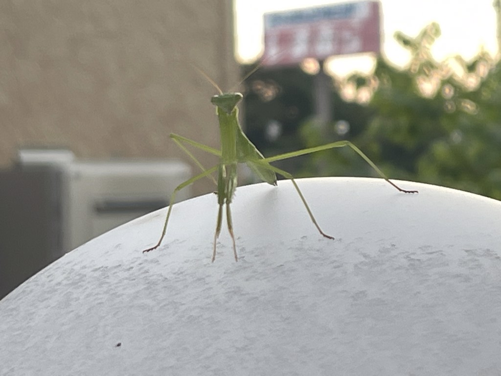 チコバンママ