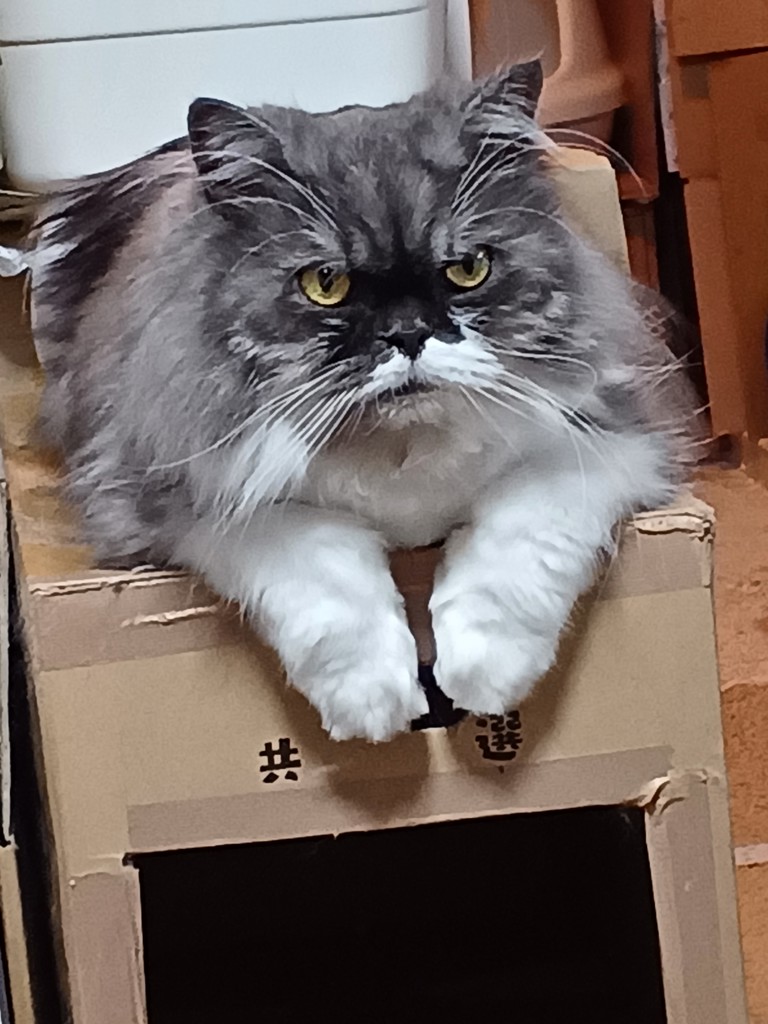 けんけんにゃんず