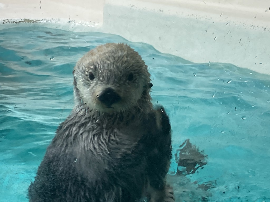 らっこ