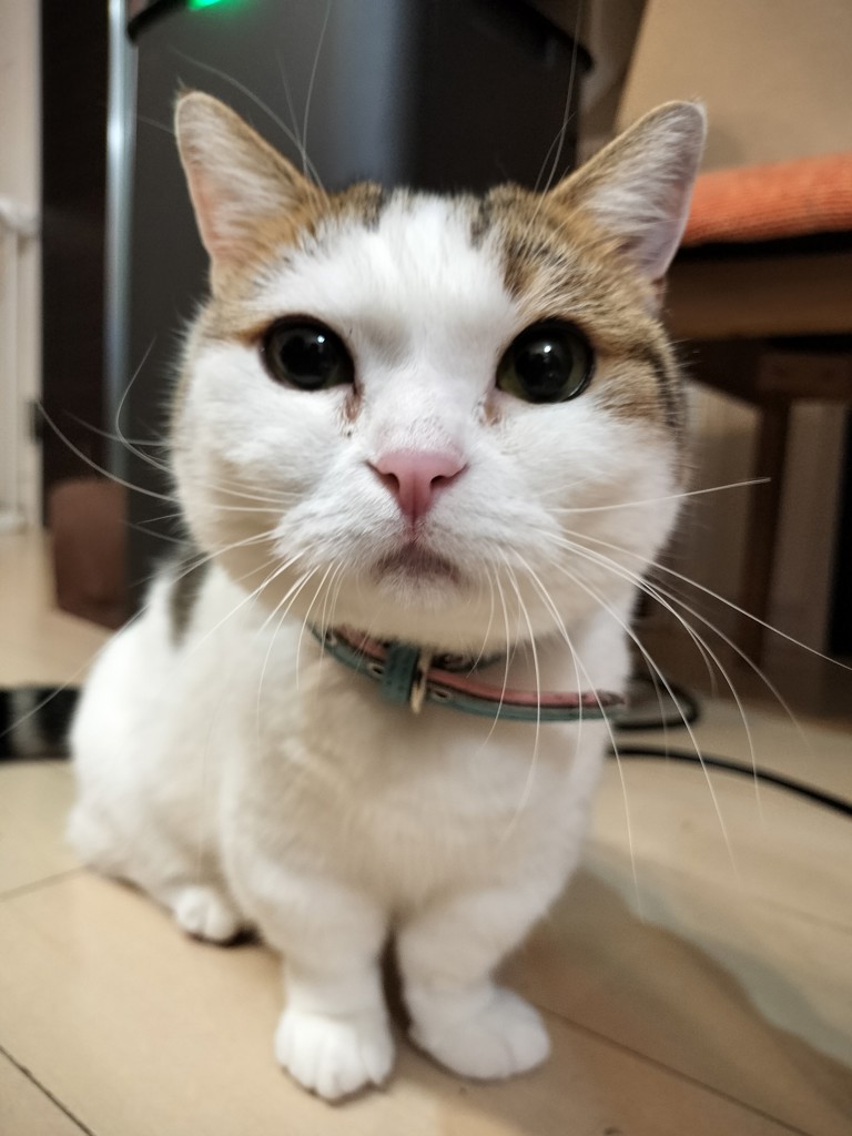 ときちん