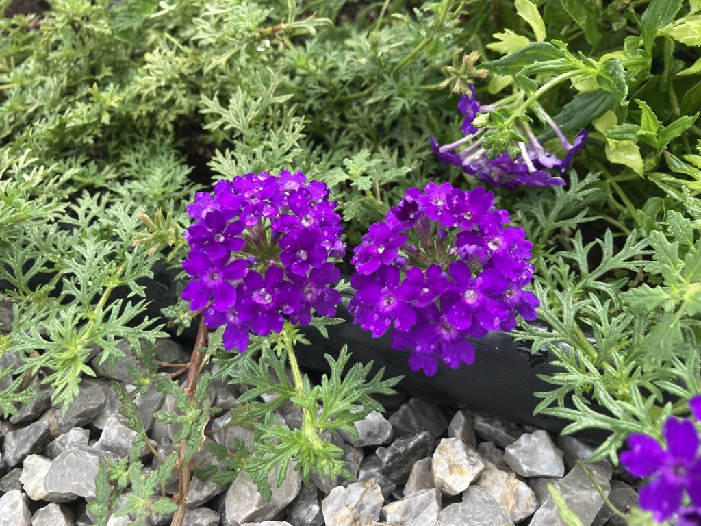 ユーザーアイコン