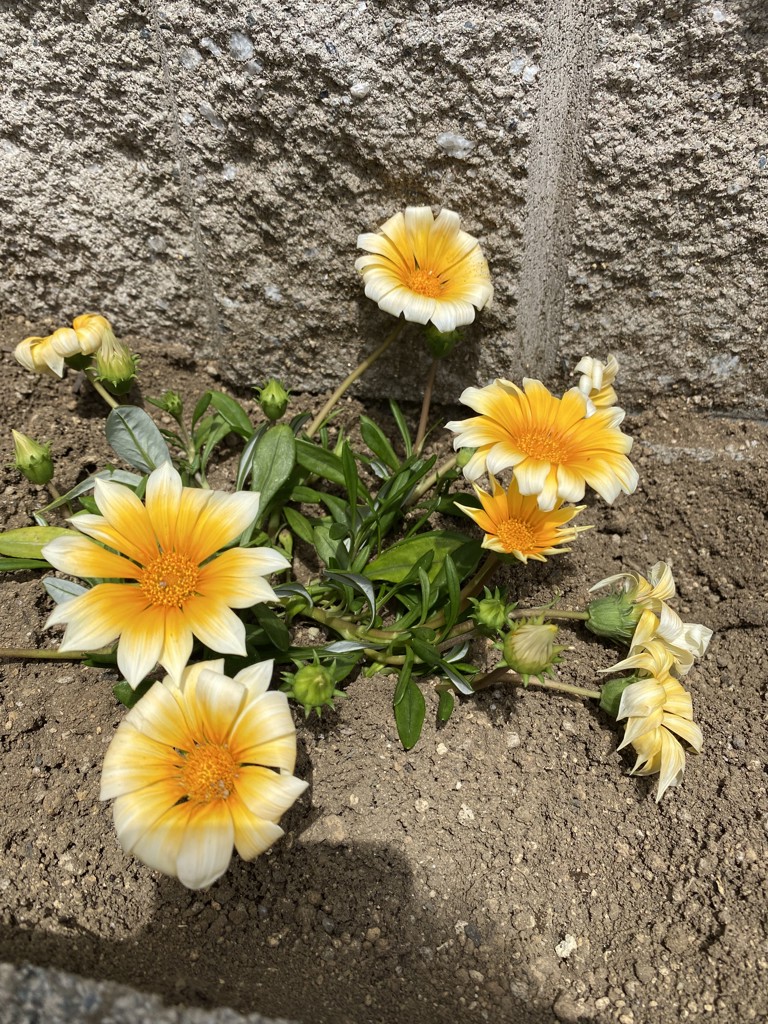 のんママ