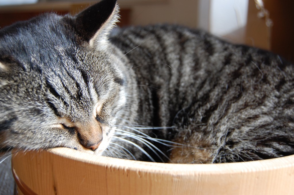 ねこまま