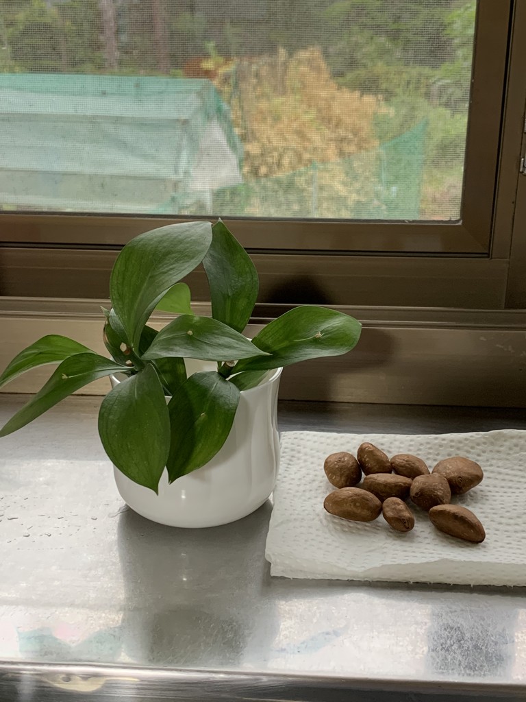 きび丸