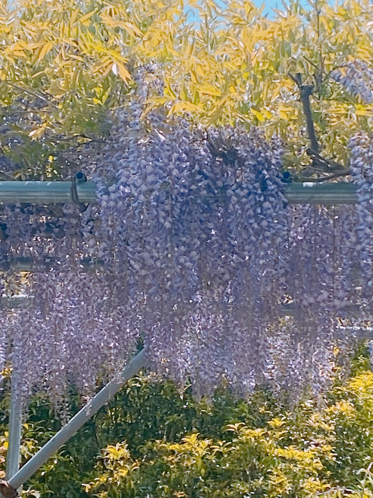 ちょめ