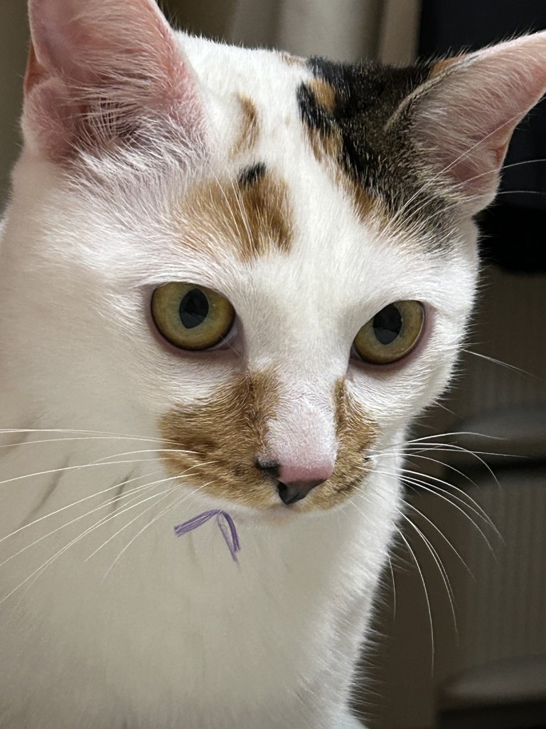 ミミの飼い主