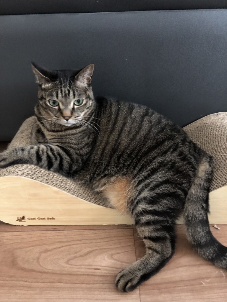 ユーザーアイコン