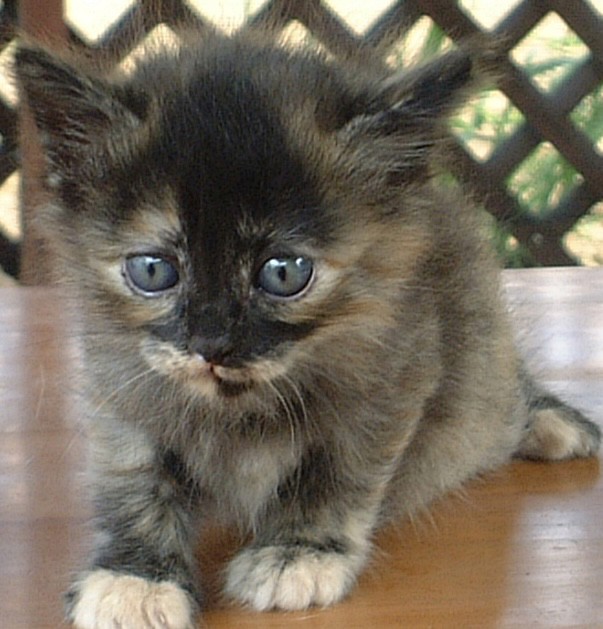 ねこ