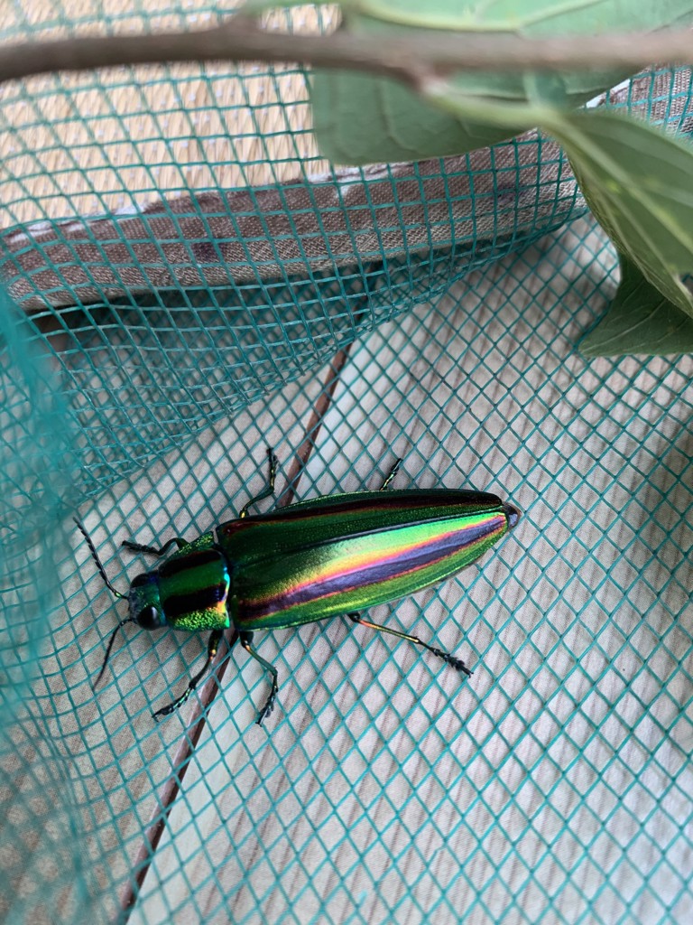 マスカラ大好き