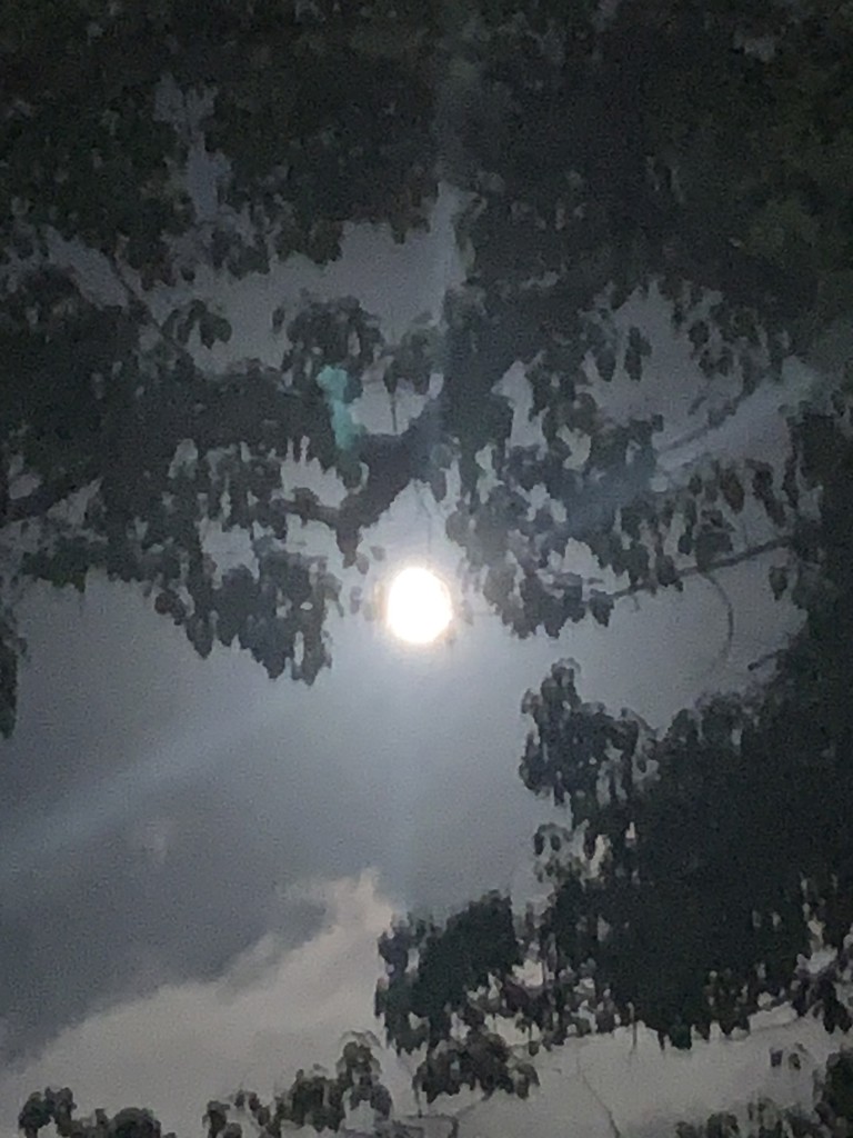 ツッチー