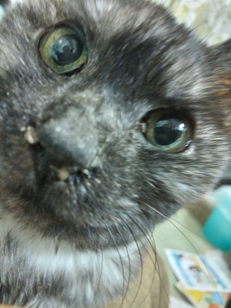 蚊に刺さまくるO型