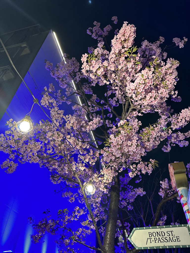 みみ