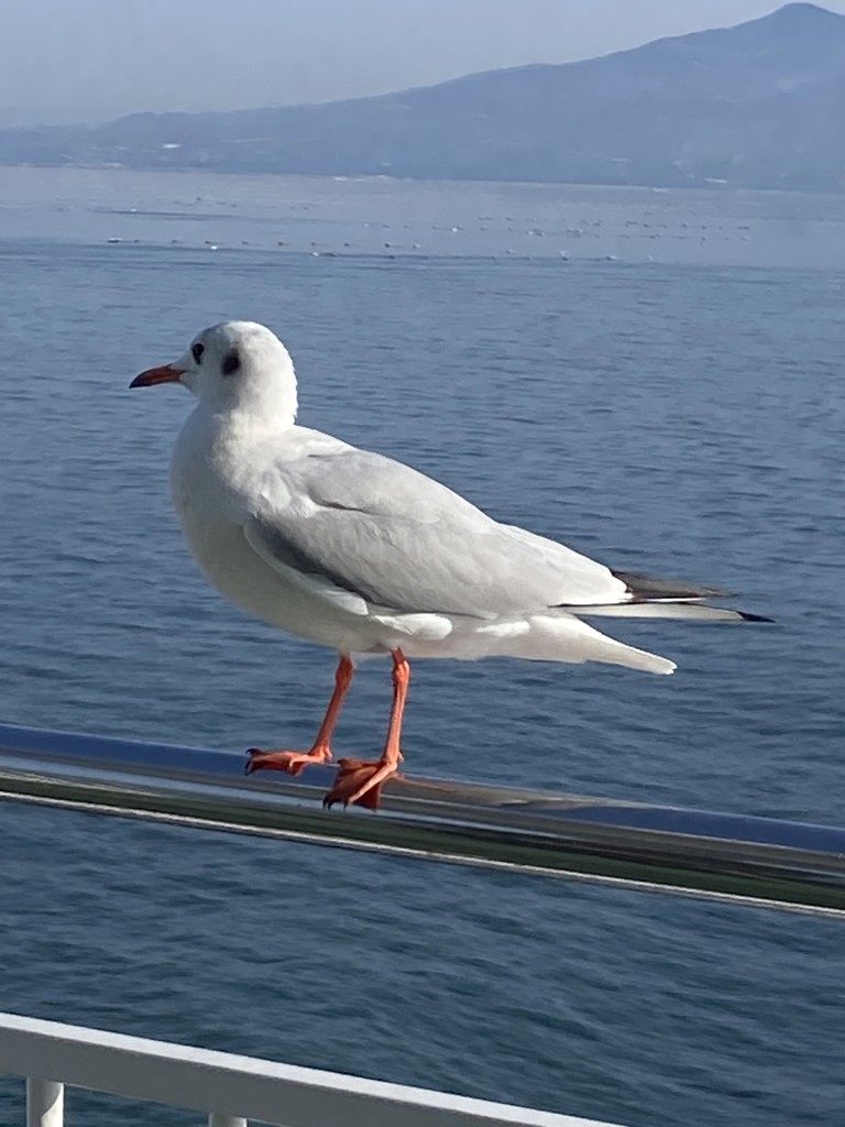 りのりの