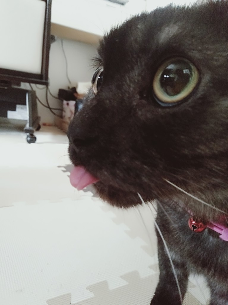 もっちゃんと仔猫たち