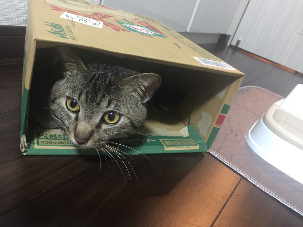 ちむ